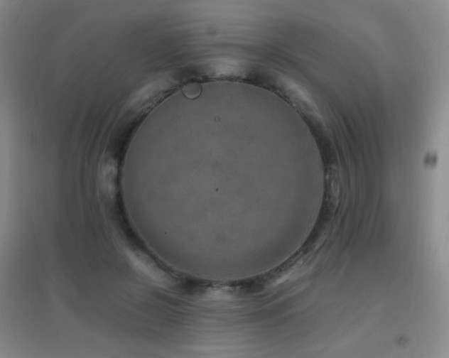 X0000096730550200802051442