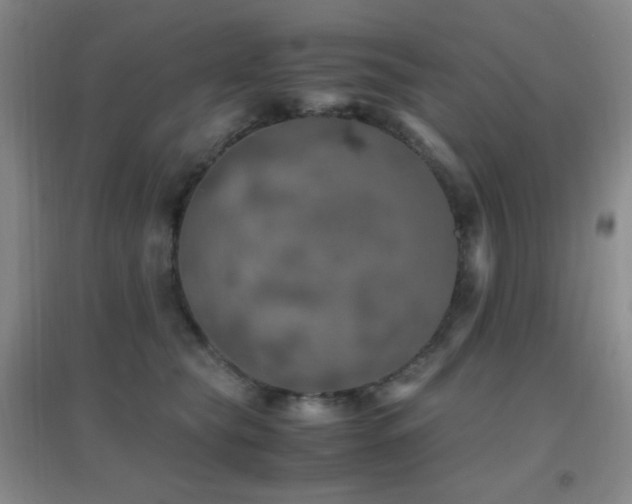 X0000096730565200802051443