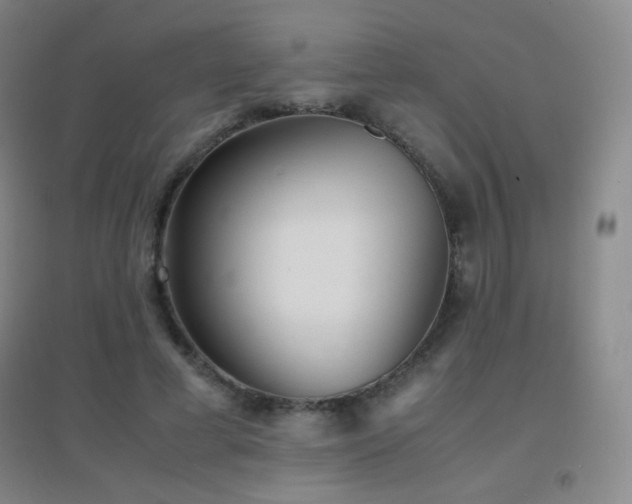 X0000096730593200802051442