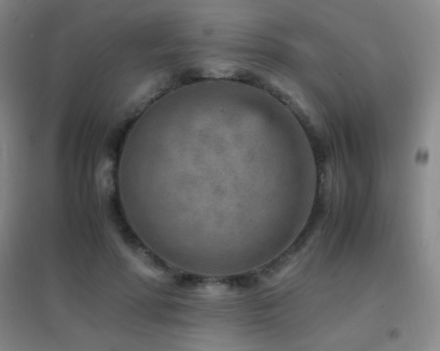 X0000096730598200802051442