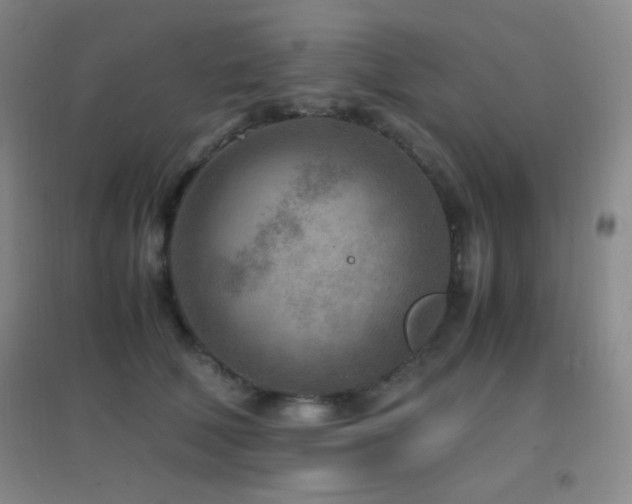 X0000096730610200802051442