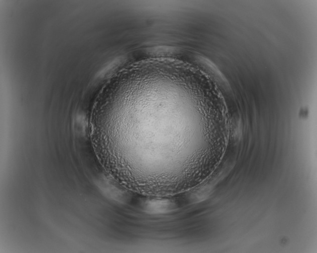 X0000096730669200802051441