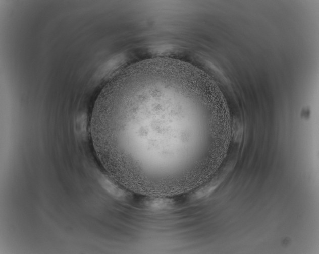 X0000096730670200802051441