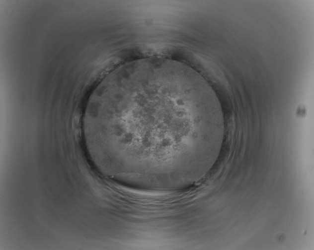 X0000096730699200802051440