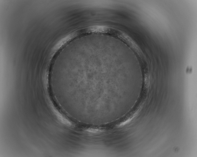 X0000096730725200802051439