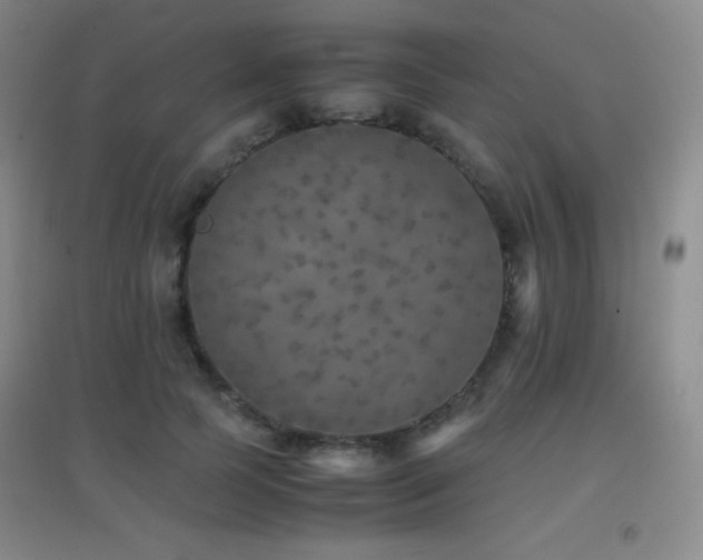 X0000096730745200802051440