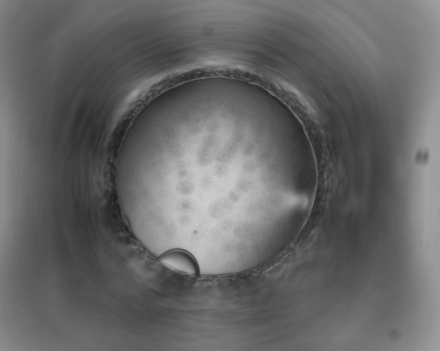 X0000096730776200802051439