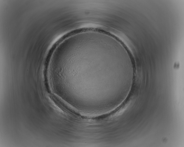 X0000096730783200802051439