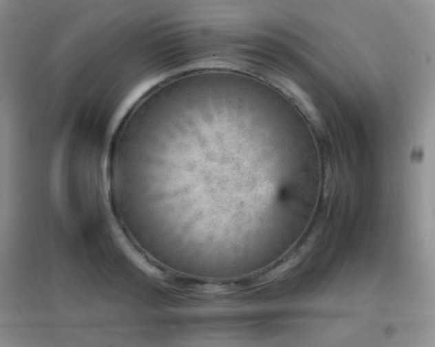 X0000096730796200802051439