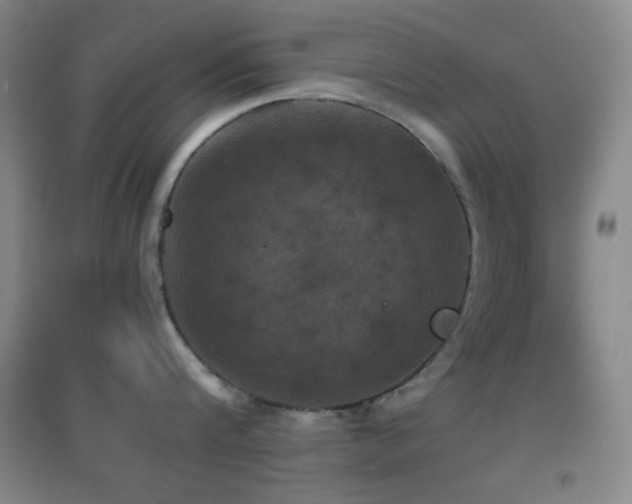 X0000096730816200802051439
