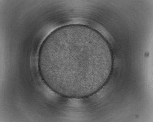 X0000096730836200802051438