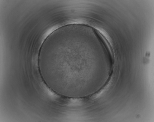 X0000096730850200802051438