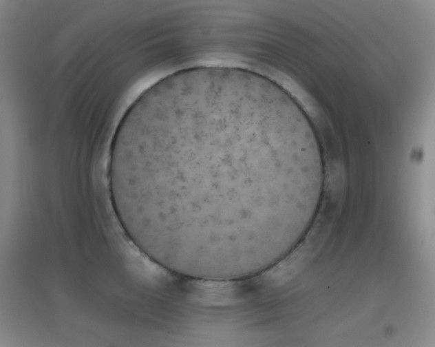 X0000096730856200802051438