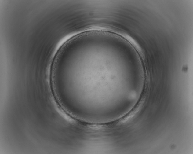 X0000096730862200802051438