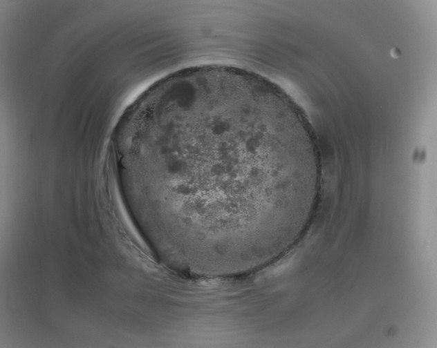 X0000096730879200802051437