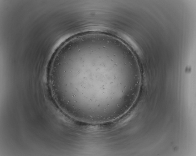 X0000096730883200802051437