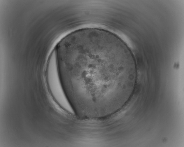 X0000096730895200802051437