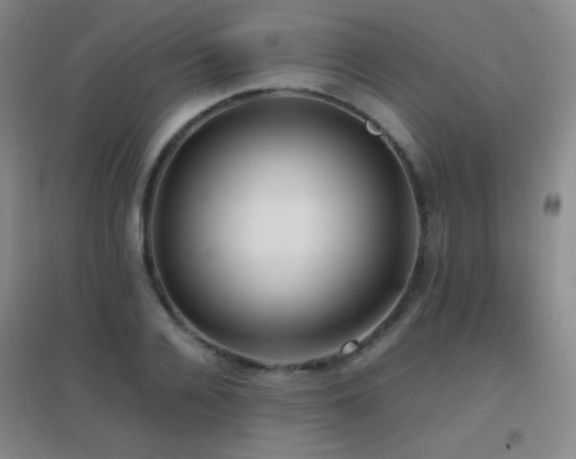 X0000096730936200802051437