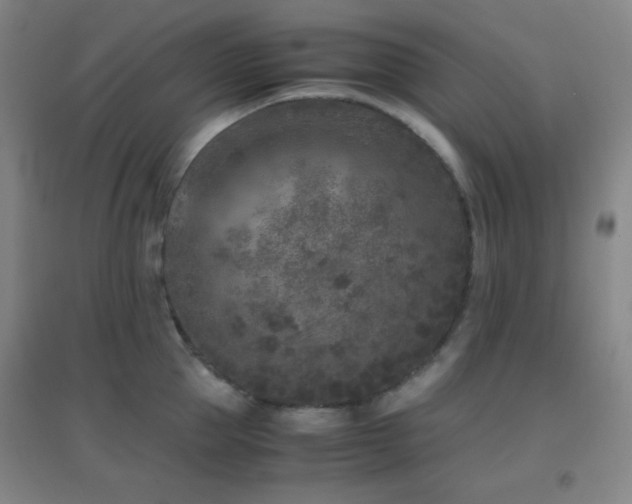 X0000096730953200802051437
