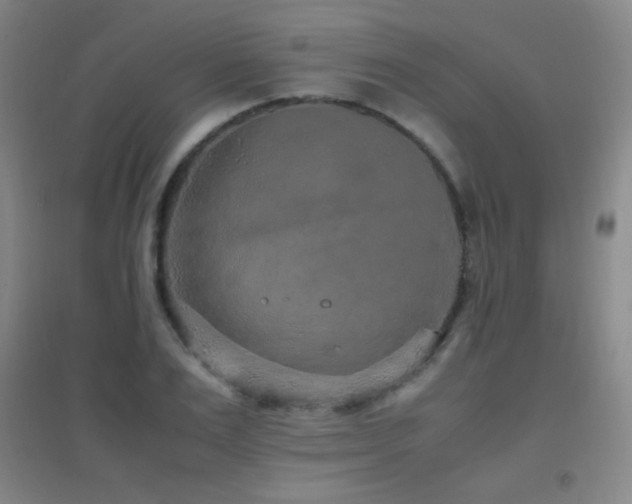 X0000096730983200802051436