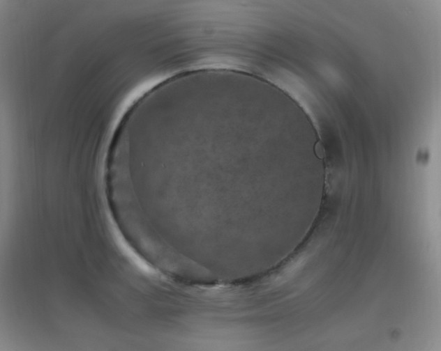 X0000096730995200802051436
