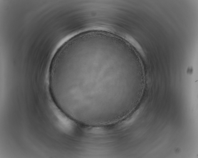X0000096731028200802051435