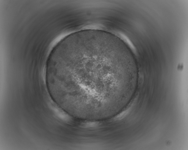 X0000096731035200802051435