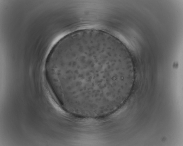 X0000096731079200802051434