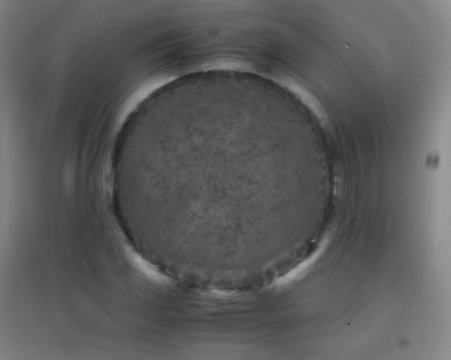 X0000096731117200802051433