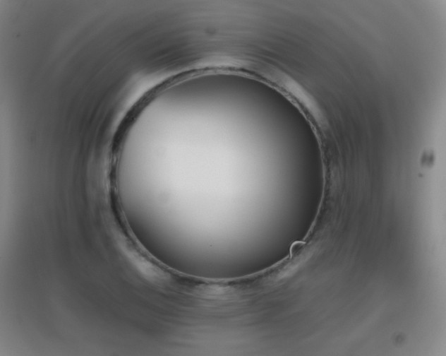 X0000096731124200802051433
