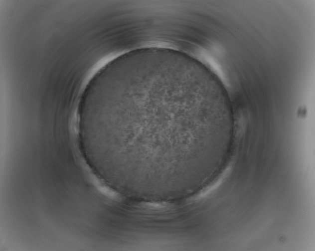 X0000096731125200802051433