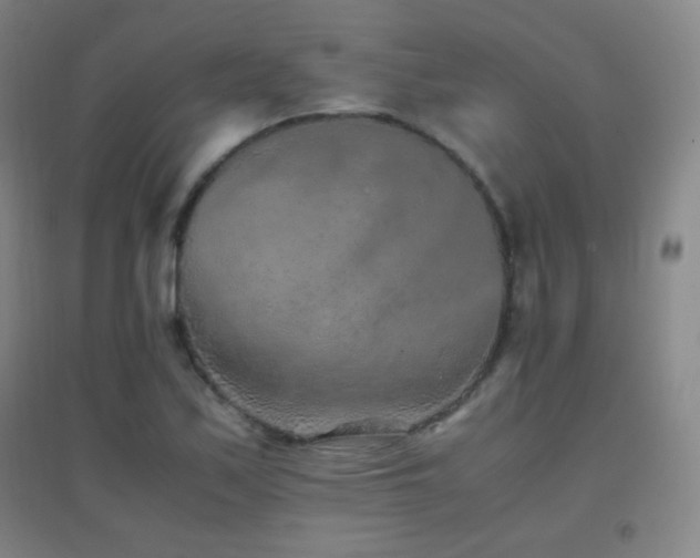 X0000096731171200802051433