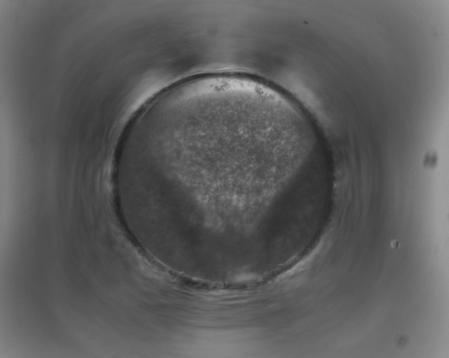 X0000096731173200802051433