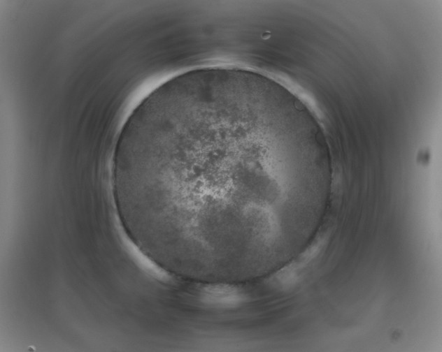 X0000096731239200802051432