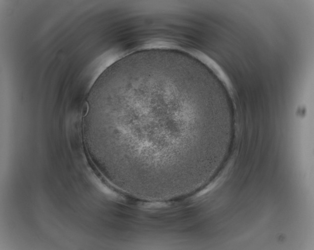 X0000096731337200802051430