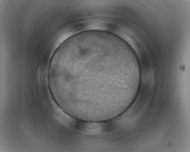 X0000096731338200802051430