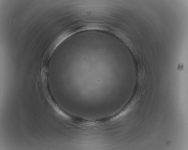 X0000096731369200802051429