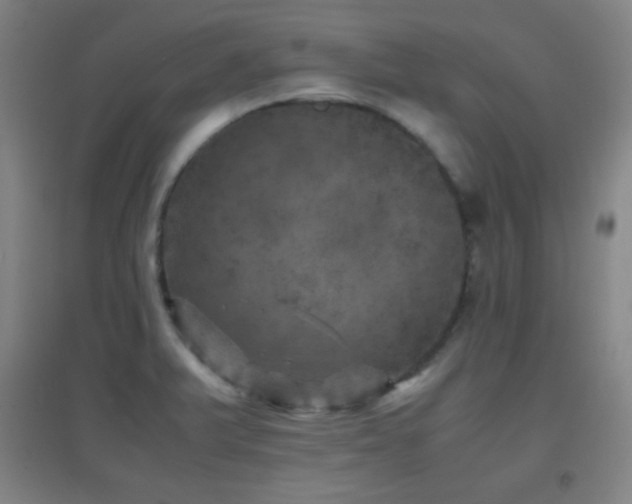 X0000096731375200802051429