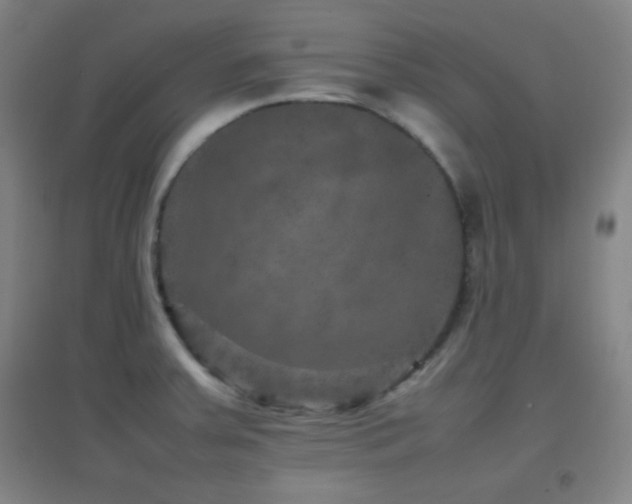 X0000096731379200802051429