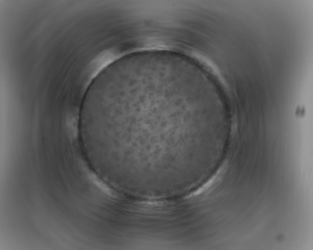 X0000096731409200802051428