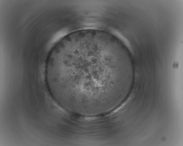 X0000096731411200802051428