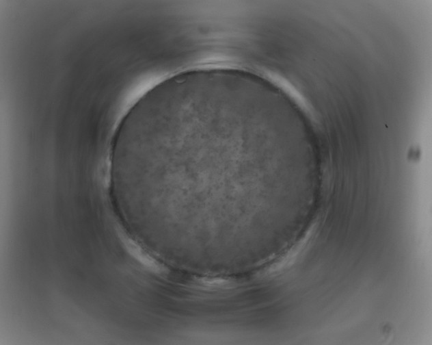 X0000096731413200802051428