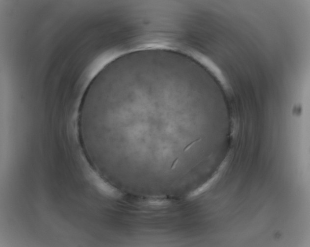 X0000096731423200802051429