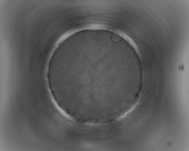 X0000096731429200802051429