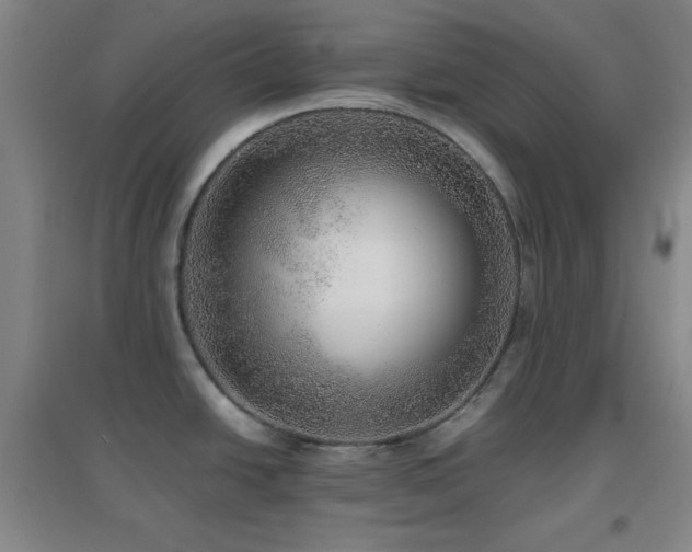 X0000096731438200802051429