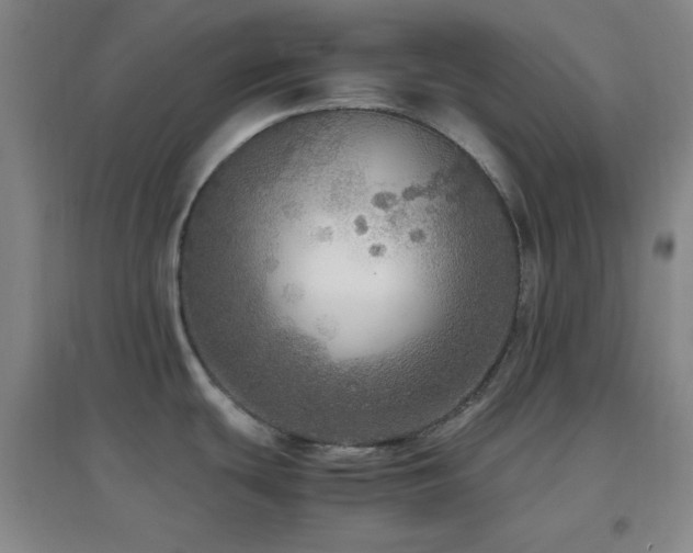 X0000096731439200802051429