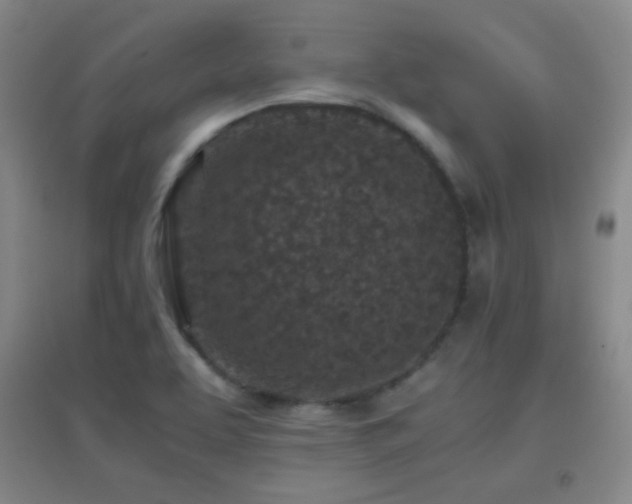 X0000096731463200802051428