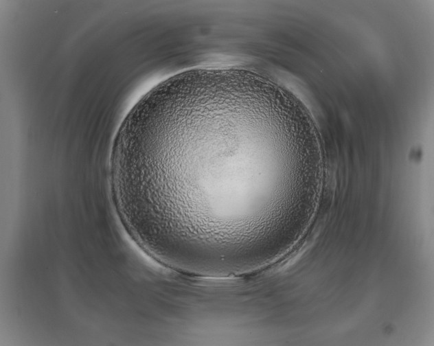 X0000096731487200802051427