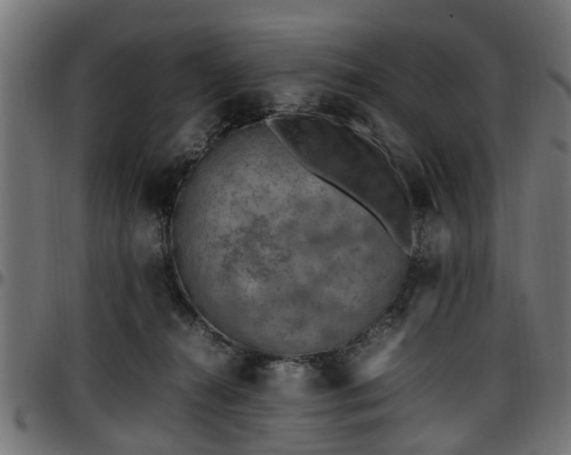 X0000096730272200802121322