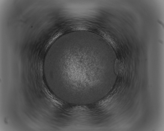 X0000096730386200802121320